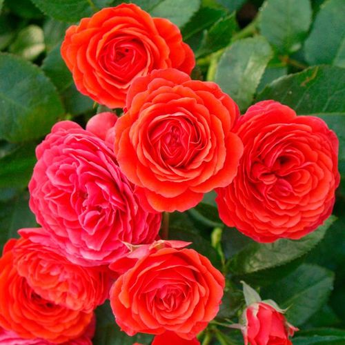 Shop - Rosa Chica Flower Circus® - rot - zwergrosen - mittel-stark duftend - W. Kordes & Sons - In Bottiche gepflanzt können wir ihre Blüten auch auf unserer Terasse bewundern. Sie sind aus der Ferne weniger auffälig als attraktiv aus der Nähe.